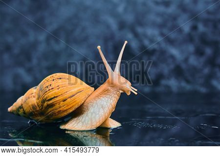 Live Snail Stretches Upward From A Smooth Black Surface Against A Dark Background
