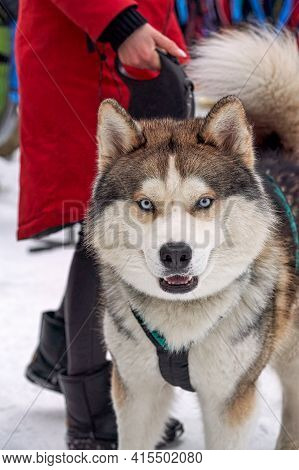 Head Portrait Of A Sabaka Of A Husky Breed Against A Car