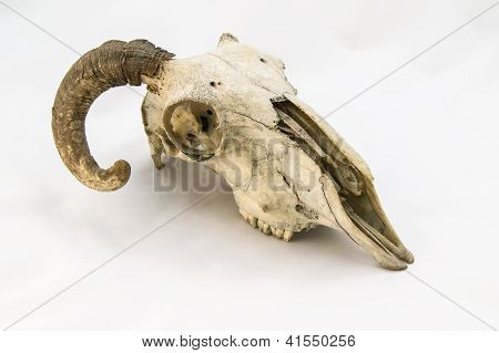RAM lebka