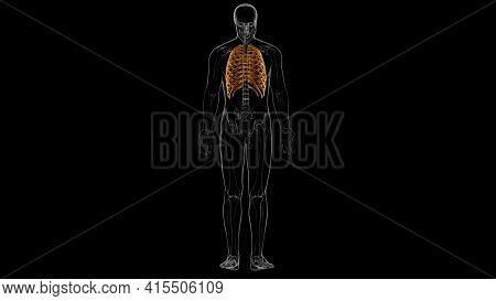 Human Skeleton Anatomy Rib Cage 3D Rendering