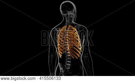 Human Skeleton Anatomy Rib Cage 3D Rendering