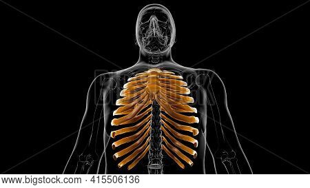 Human Skeleton Anatomy Rib Cage 3D Rendering