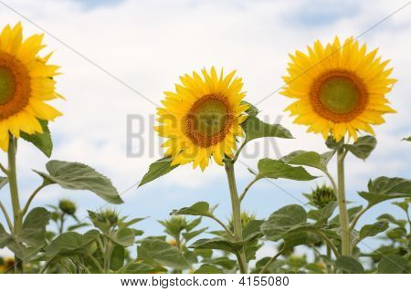 Sunflowers
