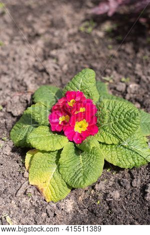 Perennial Primrose Or Primula In The Spring Garden. Spring Primroses Flowers. Purple Primroses In Sp