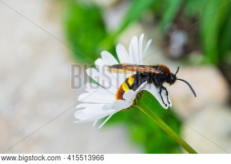 Giant Wasp (latin: Scolia Hirta) Sitting On A White Flower Ox-eye Daisy (latin: Leucanthemum). Selec