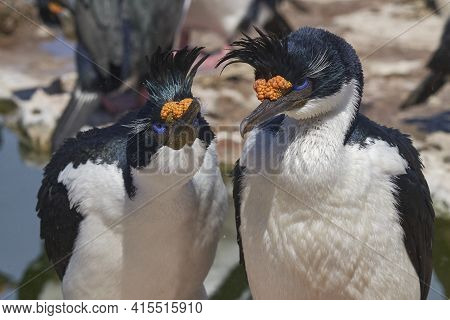 Pair Of Imperial Shag (phalacrocorax Atriceps Albiventer) During Breeding Season On Sea Lion Island 