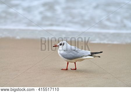 Seagull Walking Along Seashore. Black-headed Gull, Chroicocephalus Ridibundus, Standing On Sandy Bea