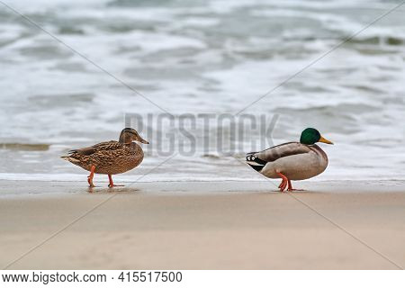 Two Mallard Waterfowl Birds Walking Near Baltic Sea. Close Up Of Anas Platyrhynchos, Mallard Duck. C