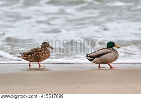 Two Mallard Waterfowl Birds Walking Near Baltic Sea. Close Up Of Anas Platyrhynchos, Mallard Duck. C