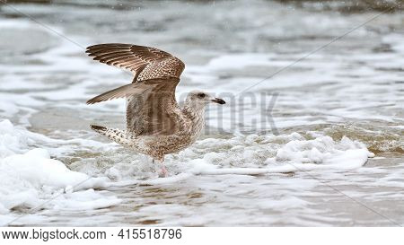 Yellow-legged Gull, Larus Michahellis, Splashing In Baltic Sea Water. Close Up View Of Juvenile Seag