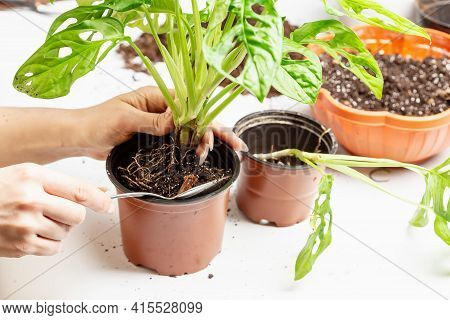 Woman Transporting Monstera Monkey Maks Or Monstera Adansonii Into New Pot. Houseplant Care Chores