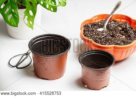 Repotting Monstera Monkey Maks Or Monstera Adansonii Into New Pot. Houseplant Care Chores