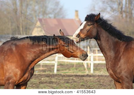 Dois cavalos Baía jogando