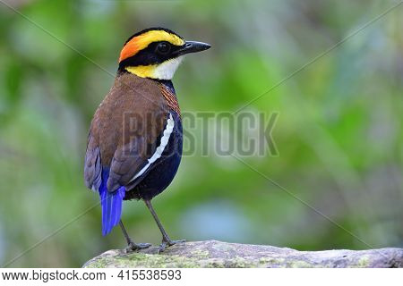 Back View Of Malayan Banded Pitta (hydrornis Irena) On Rock While Looking For Female In Fully Beauti