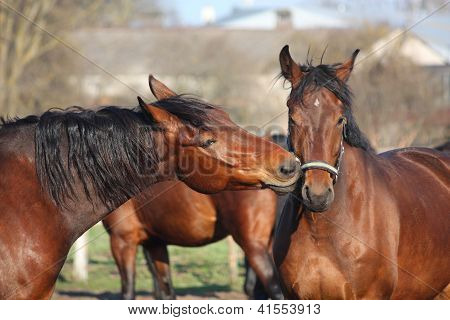 Dois cavalos Baía jogando