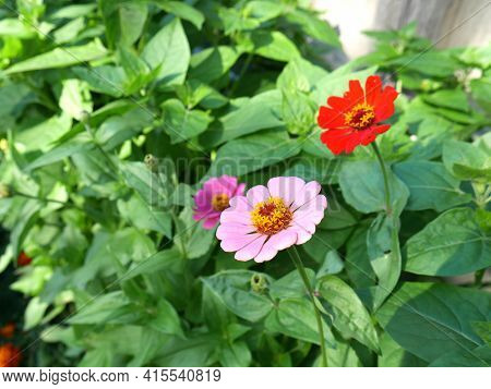 Pink Flowers Cynia Summer Closeup In The Garden In Summer