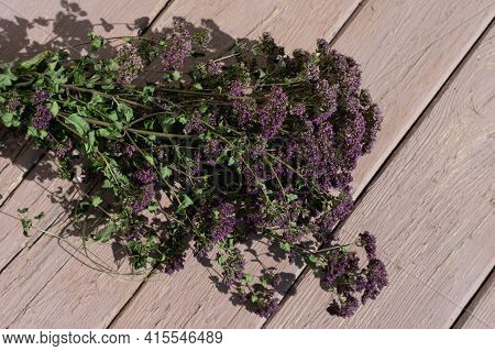 Bunch of majoram blossoming plants on bright sunlight lying on sunlit wooden table. Preparing medica