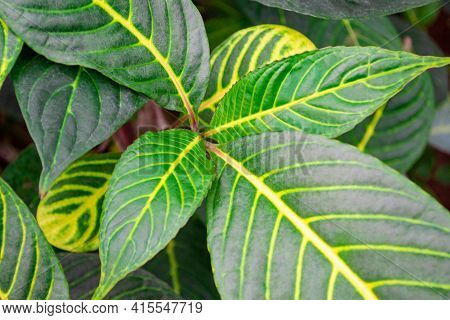Top View To Sanchezia Speciosa Leonard Plant. Close-up Of Vivid Green Leaves With Yellow Veins On Th