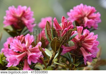 Wild Flowers That Are Typically Created In The Swiss Alps But Are Shared With The Alps Or Rosa De Lo