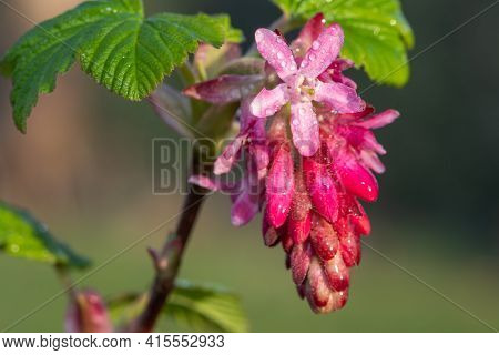 Macro Shot Of Red Currant (ribes Sanguineum) Flowers In Bloom