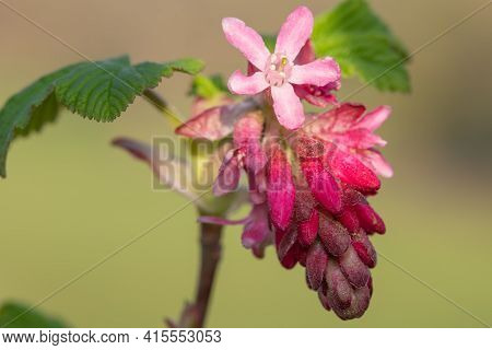 Macro Shot Of Red Currant (ribes Sanguineum) Flowers In Bloom