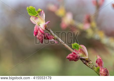 Macro Shot Of Buds On A Red Currant (ribes Sanguineum) Shrub