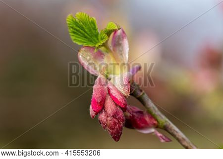Macro Shot Of Buds On A Red Currant (ribes Sanguineum) Shrub