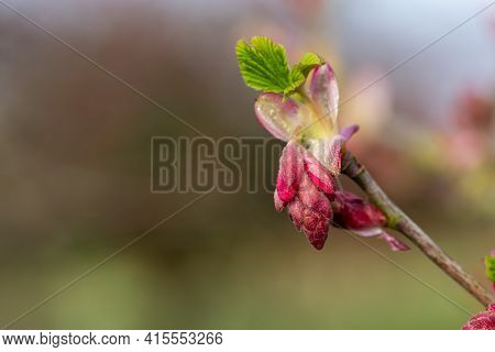 Red Currant (ribes Sanguineum) Shrub