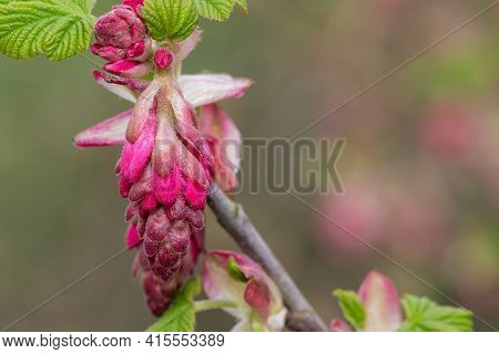 Red Currant (ribes Sanguineum) Shrub