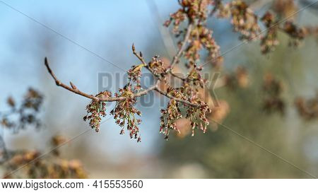 Flowering Of A Fluttering Elm (ulmus Laevis) In Herrenkrugpark Near Magdeburg In Germany In Springti