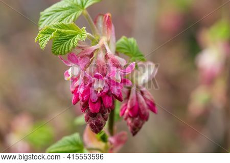 Macro Shot Of Red Currant (ribes Sanguineum) Flowers In Bloom