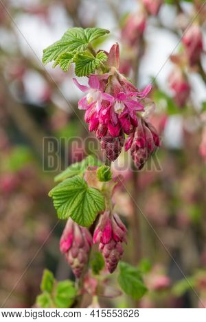 Red Currant (ribes Sanguineum) Shrub