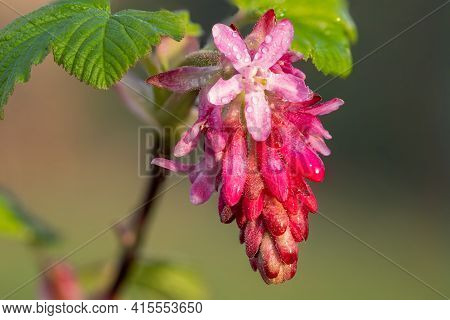 Macro Shot Of Red Currant (ribes Sanguineum) Flowers In Bloom