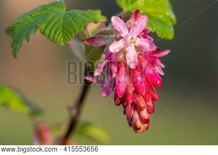 Macro Shot Of Red Currant (ribes Sanguineum) Flowers In Bloom
