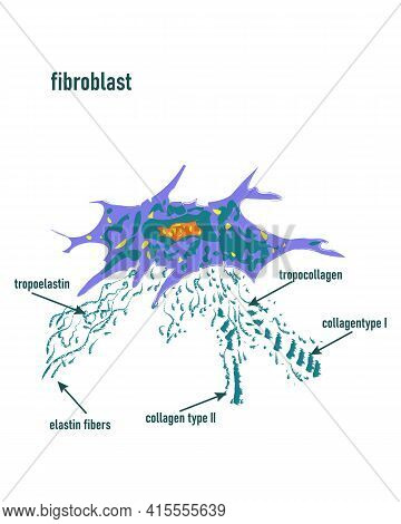 Fibroblast Is A Dermis Cell. Structure Of Fibroblast Cell,detailed Structure Of Human. Fibroblast Ce