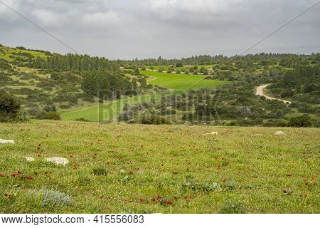 Agricultural Grounds In A Valley Between Tree Covered Hills And A Flowering Fallow Field In Israel.
