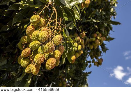 Unripe Green Lychee Hanging From A Lychee Tree. Fresh Green Lychee Fruits Grow On Tree In Brazil