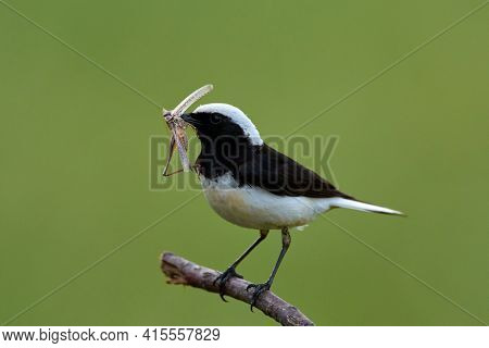 The pied wheatear (Oenanthe pleschanka) in natural habitat 