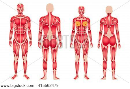 Human Muscular System Anatomical Poster. Structure Of Muscle Groups Of Men And Women In Comparison F