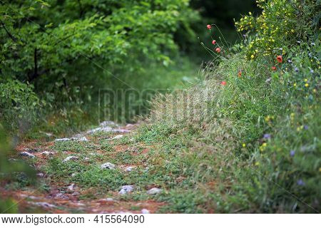 Path In The Wild. Poppy Flowers, Green Grass And Stones. Natural Way, Spring. Cremea, May