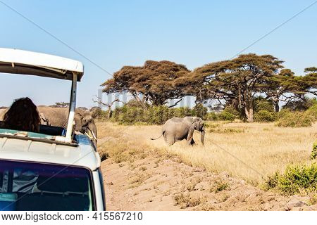 Car adventure for avid tourists. Wild animals are freely available. Herd of wild elephants grazes at the foot of Mount Kilimanjaro. Magical journey to Africa. Kenya. Amboseli. 