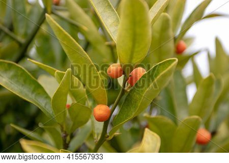 Hong Kong Kumquat Or Fortunella Hindsii Plant With Small Orange Decorative Fruits