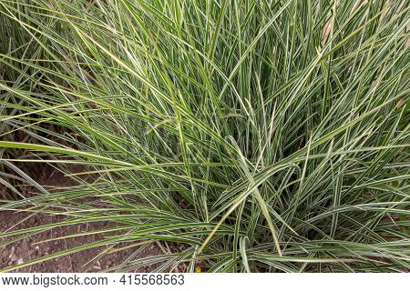 Miscanthus Sinensis Variegatus Or Variegated Silver Grass Plant