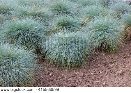 Blue Fescue Or Festuca Glauca Ornamental Grass In The Garden