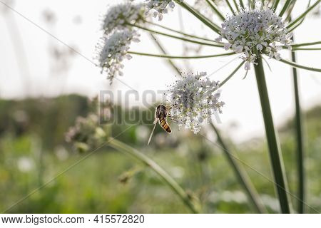 Long Hoverfly Sphaerophoria Perched On White Flowers Outdoors
