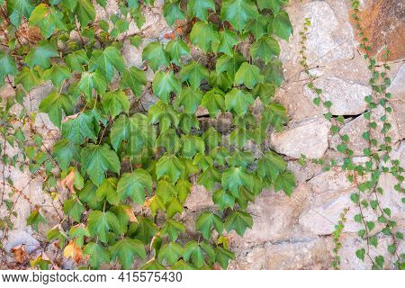 Green Creeper Plant Growing On A Rock Wall. Old Stone Wall With Creeping Plants