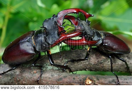 Stag Beetles. Duel Of Two Males. Close Up.	Selective Focus