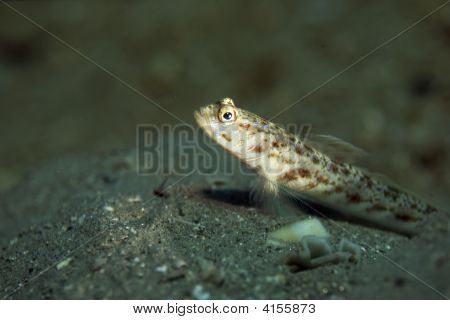 Süslü Shrimpgoby