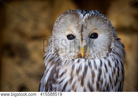 Portrait Of Strix Uralensis Or Ural Owl.