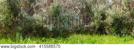 Loch Silvery Grove. Silverberry Or Elaeagnus Commutata Bushes.